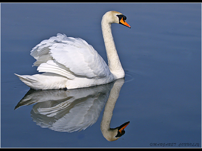 Mute Swan