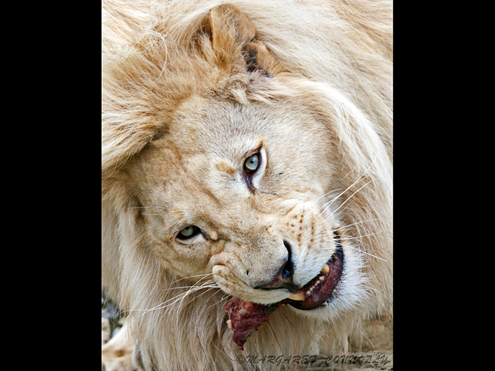 White Lion